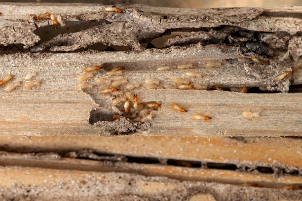 Spider Control Near Me in Budd Lake, NJ