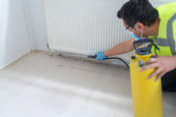 Best Flea Control Services  in Budd Lake, NJ