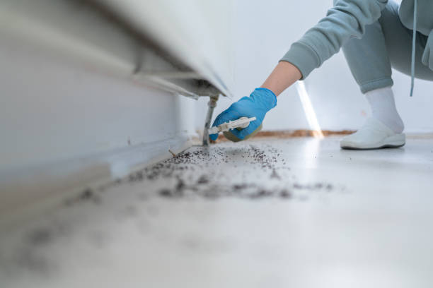 Best Emergency Pest Control  in Budd Lake, NJ